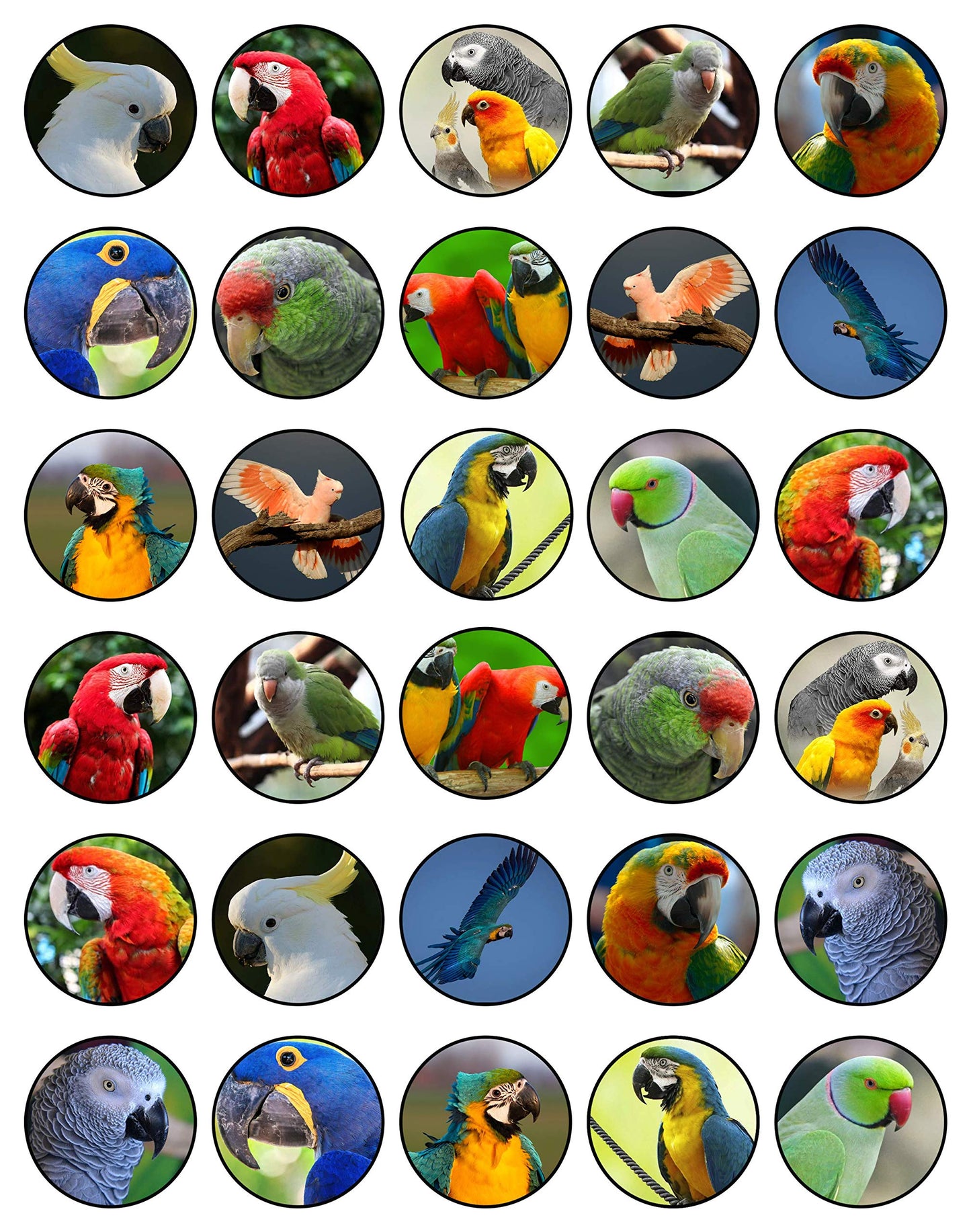 30x Wafer Paper Animal-Parrot Edible Cupcake Topper